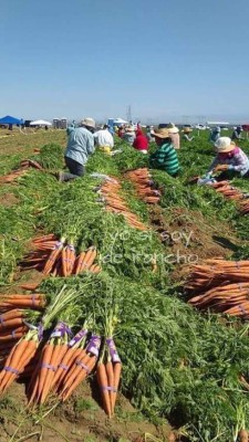 Hondureños ponen en alto nombre de su patria con su trabajo