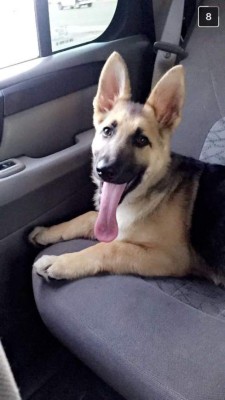 Hondureños comparten las fotos de sus mascotas