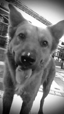 Día Mundial del Perro