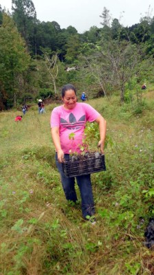 Grupo Opsa al rescate de reserva forestal la Tigra en trabajos de reforestación.