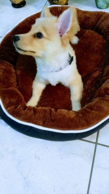 'Día mundial del Perro', lectores nos comparten imágenes de sus canes