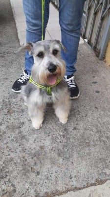 'Día mundial del Perro', lectores nos comparten imágenes de sus canes