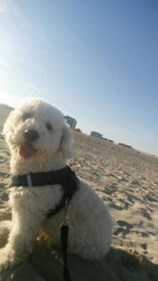 Hondureños comparten las fotos de sus mascotas