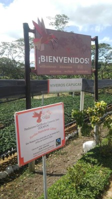 Un aromático café con sello catracho