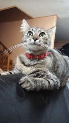 Tiernas imágenes que comparten nuestros lectores en el Día Internacional del Gato