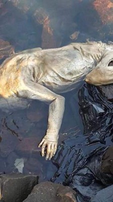 Supuesto ‘‘Chupacabras’’ fue descubierto en Paraguay