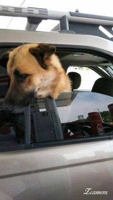 Hondureños comparten las fotos de sus mascotas