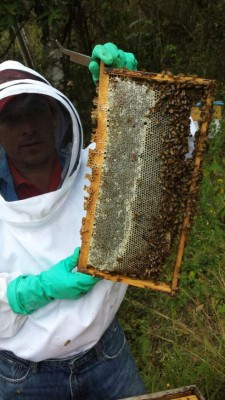Repunta la produción apícola por diversificación del sector