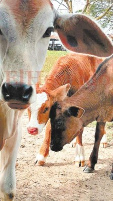 Más de medio millón gasta al mes la UNA en bienes incautados a los Amador