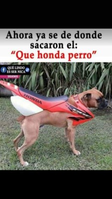 Los mejores chistes de la semana