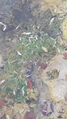 FOTOS: El impacto causado por el derrame de un ácido en el río Chamelecón