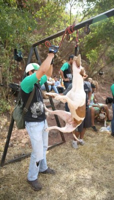 A romper los mitos sobre los pitbull