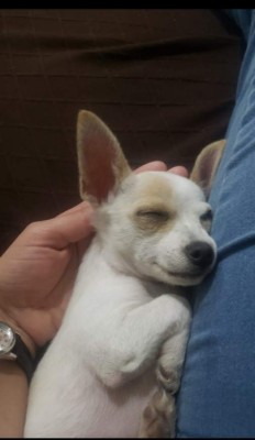 'Día mundial del Perro', lectores nos comparten imágenes de sus canes