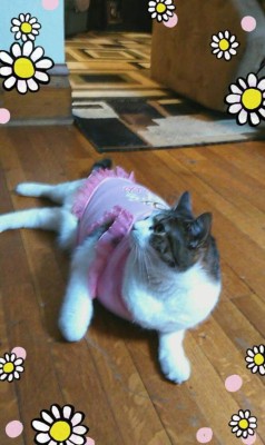 Hondureños comparten las fotos de sus mascotas