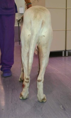 Displasia de cadera en su mascota ¿Qué hacer?