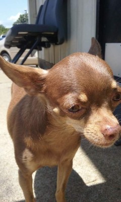 Los caninos de nuestros lectores