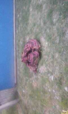 Honduras: Hallan cadáver de mujer en Predios del Recreo de Comayagüela