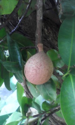 Así se celebró el Festival del Mango y el Mamey en Yuscarán