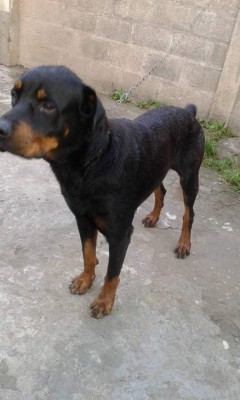 Día Mundial del Perro