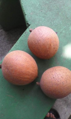 Así se celebró el Festival del Mango y el Mamey en Yuscarán