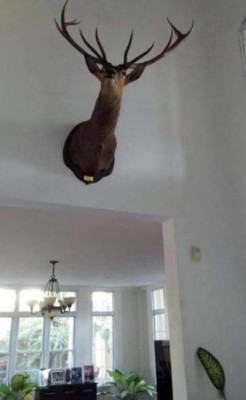 Honduras: Un zoológico fue hallado en mansión de San Pedro Sula