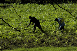Microsoft lanza sistema Windows 8.1 para móviles, tabletas y PC