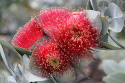 Los Manglares&nbsp;&nbsp;