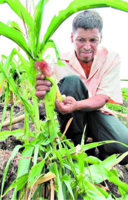 Readecuarán las deudas a los productores agrícolas en Honduras