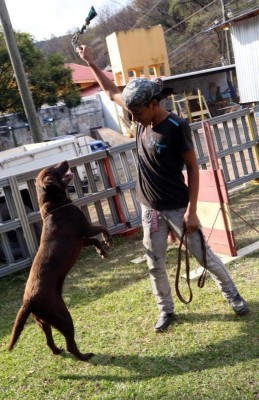 Los juegos que hacen feliz a su mascota