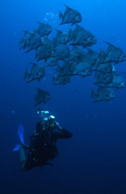 Utila, la pequeña isla de la fantasía
