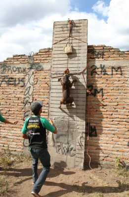 A romper los mitos sobre los pitbull