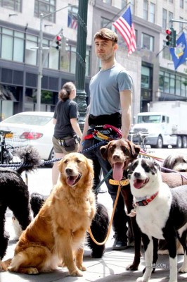 Daniel Radcliffe el paseador de perros