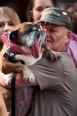 Así es Zsa Zsa, el bulldog baboso de California considerado el perro más feo del mundo