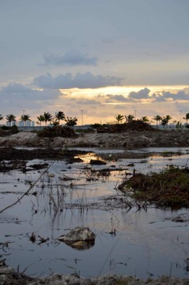 Controversia en México por la destrucción de un manglar para desarrollo turístico&nbsp;&nbsp;