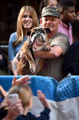 Así es Zsa Zsa, el bulldog baboso de California considerado el perro más feo del mundo