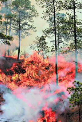 Devastado bosque capitalino