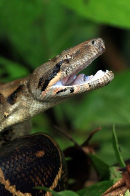 La Ceiba: La Novia de Honduras al natural