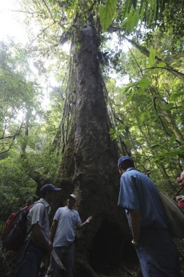 La Tigra, murmullo de la madre naturaleza