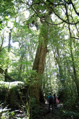 La ruta Cerro de Plata, la unión de El Picacho, El Piligüín y La Tigra