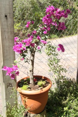 Cuidados de un jardín radiante