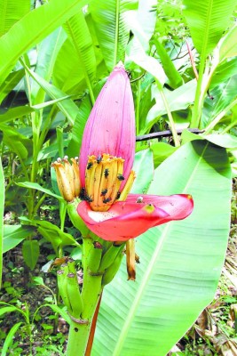 Jardín Botánico El Carao, santuario de vida silvestre en La Libertad