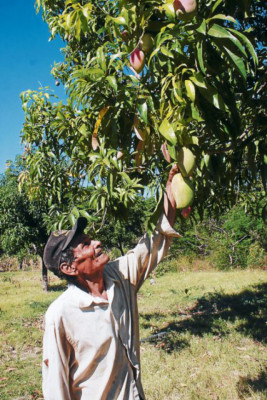 Honduras: Producción que surgió en la pobreza