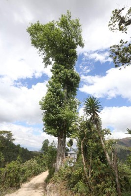 Santiago de Puringla, la cuna del café de excelencia