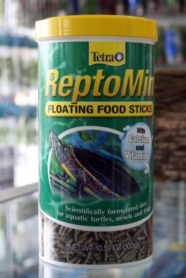 Día mundial de las tortugas