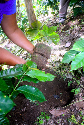 Producción de café: una tradición ancestral de El Paraíso