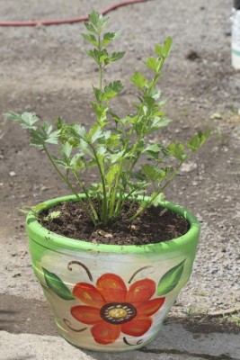 Devuélvale la vida a su jardín