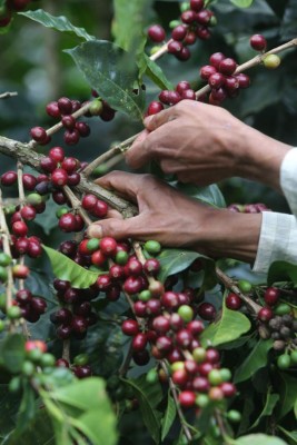 Santiago de Puringla, la cuna del café de excelencia