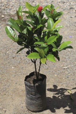 Devuélvale la vida a su jardín