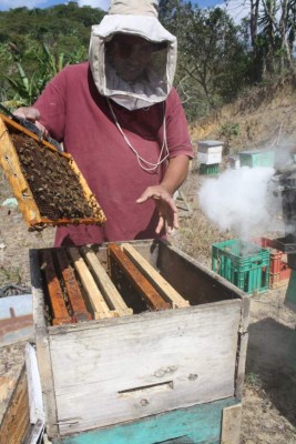 La apicultura, rubro generador de ingresos en aldeas de El Paraíso