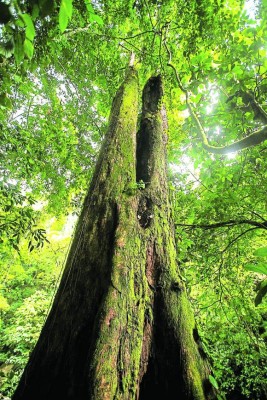 Pico Bonito, un espléndido edén de vida silvestre en la novia de Honduras